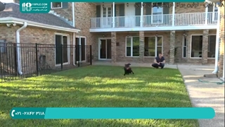 چگونگی آرام کردن سگ در 5 دقیقه