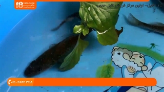 6 روش درمان بیماری لکه سفید در ماهی آکواریومی