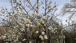 بهار 99 دیهوک