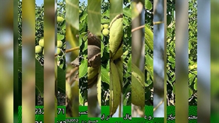 نهال گردو ژنوتیپ برتر(www.gerdo.pro)