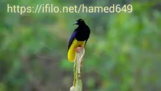 مستند متحیر کننده ی ﺭﻗﺺ ﺑﺎ ﭘﺮﻧﺪﮔﺎﻥ - Dancing with the Birds
