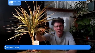 بونسای کردن گیاه اژدها