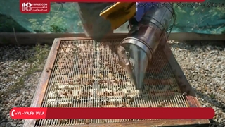 آموزش زنبورداری | بررسی حشره های موم خوار