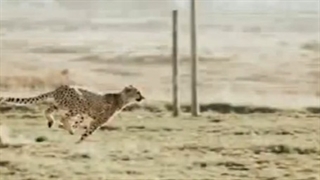 علی شمس محقق دانشگاه کیپ تاون از تکثیر یوزپلنگ در اسارت می‌گوید