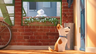 تریلر انیمیشن زندگی پهنان حیوانات خانگی | The Secret Life of Pets