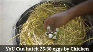 Hen Harvesting Eggs to Quail Chicks | Hen Hatching Quail Eggs By Chicken Mama