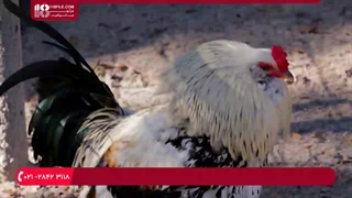 آموزش و پرورش مرغ - تعیین مقدار غذای لازم برای مرغ