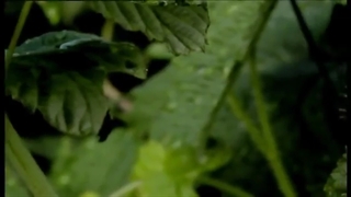 خط تولید مربا