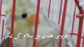 عروس هلندی من