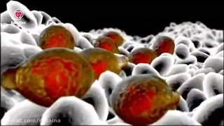 انگل، مهمان ناخوانده بدن