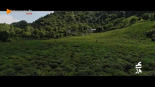 لاهیجان و مزارع چای بینظیرش