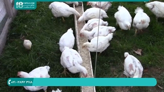 آموزش پرورش مرغ محلی-پرورش مرغ-پرورش مرغ های گوشتی هفته ششم خوردن غلات