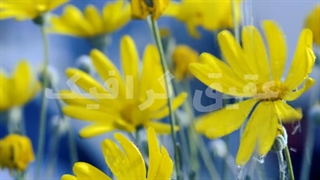 ویدیو فوتیج بارش باران روی گل های آفتابگردان