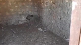 نجات توله خرس قهوه ای ماده در شهرستان دالاهو