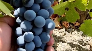 انگور سیاه سردشت