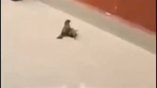 گنجشکی سکته کرده گنجشک دیگری به روش CPR با نفس به نفس اون را احیا میکند چه کسی جز خداوند اون را راهنمایی میکند+ddddd12