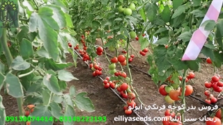 فروش انواع بذر صیفی جات با کیفیت عالی