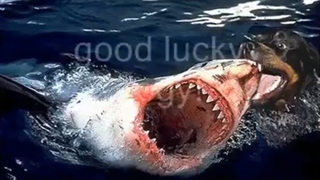 monster sharks flv