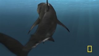 SEA MONSTERS Back From the Dead National Geographic