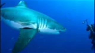 Maiores Peixes do Mundo 2 www logomarcanet com YouTube