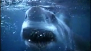 Copy of JAWS Great White Shark