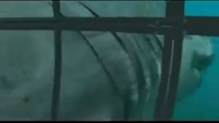 Le Megalodon