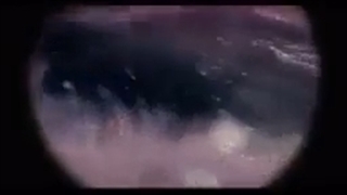 قتل در رحم کوسه 144p