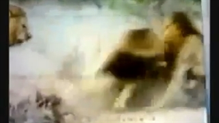 Lion vs Tiger 2012 fights