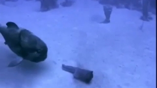 videoplayback 60