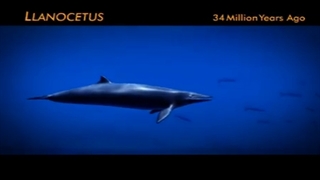 OceanPortal Evolution of Whales