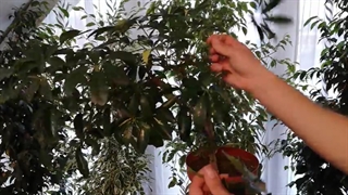 پرورش گیاه شفلرا با استفاده از برگ