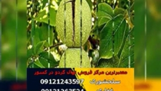 خرید نهال گردو چندلر (www.118gerdo.com)