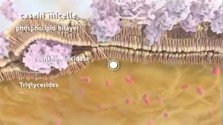 اثرات ترکیبات ارزشمند شیر بر بدن