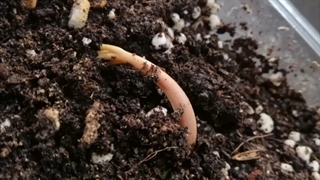 کاشت هسته انبه و تمام نکات از صفر تا صد