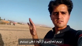 استفاده از کود گاوی در کشت زعفران/ مزایا و توضیحات کامل