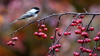 Frederic Francois Chopin (-) - Joie De Vivre