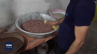 برداشت بادام زمینی در آستانه اشرفیه