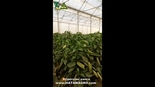 شرکت کشاورزی حاتم گلخانه ای - فلفل دلمه (پادرا - شادلین)