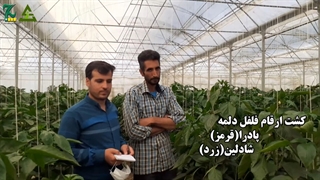 کشت بذر فلفل دلمه - شرکت حاتم گلخانه ای