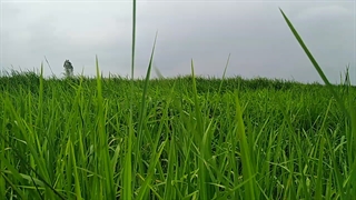 شالیزار برنج