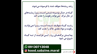 علائم هشدار دهنده آبیاری بیش از حد گیاه_09130713048_سبزینه مارال یزد