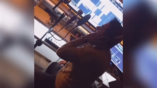 بهنام بانی یا محمد حسین زاده