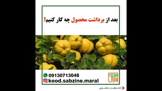 بعد از برداشت چه کارکنیم؟_مشاوره ی واتساپ09130713048-سبزینه مارال یزد