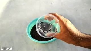 آموزش پرورش گیاه یشم در کوکوپیت