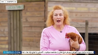 اموزش پرورش مرغ-پرورش جوجه مرغ در خانه-5 اقدام برای جلوگیری از توقف تخم گذاری
