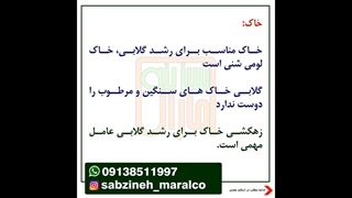 شرایط کاشت گلابی-مشاوره واتساپ09138511997-سبزینه مارال یزد