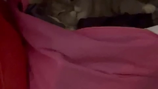 دارسی در کمد