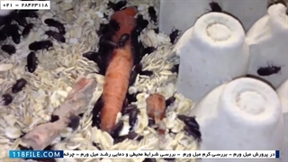 آموزش پرورش کرم میل ورم-آموزش پرورش کرم میل ورم در منزل -مینی ورم ها