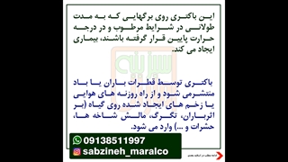 بیماری باکتریایی بلاست مرکبات_مشاوره واتساپ09138511997_سبزینه مارال یزد