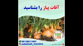 آفات پیاز را بشناسید_مشاوره واتساپ09138511997_سبزینه مارال یزد